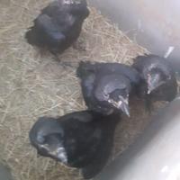 Corvi baby allevati a mano