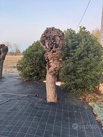 Alberi di Gelso (Moraro)