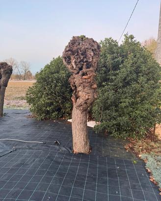 Alberi di Gelso (Moraro)