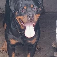 Rottweiler femmina con obbligo di sterilizzazione