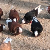 Piccioni ornamentali