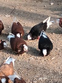 Piccioni ornamentali