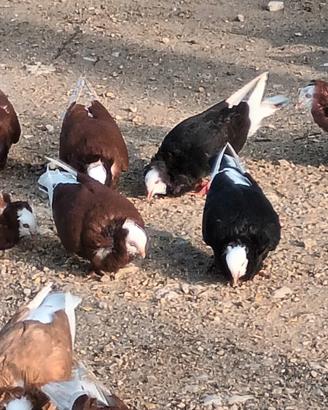 Piccioni ornamentali