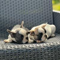 Bulldog francese