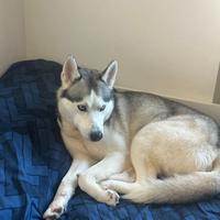 Siberiano Hasky