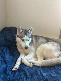 Siberiano Hasky