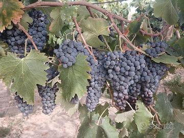 Uva da vino (foggia )