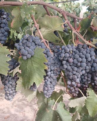 Uva da vino (foggia )