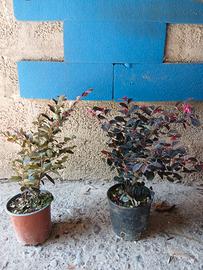 Piantine Loropetalum
