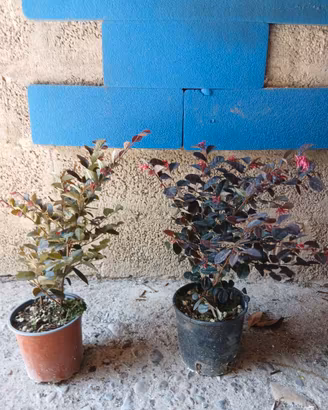 Piantine Loropetalum