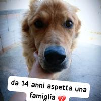 LAROT 14/15 ANNI taglia media IN CANILE