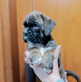 Cucciolo di boxer