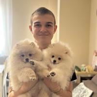 Spitz volpini pomerania toy