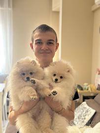 Spitz volpini pomerania toy