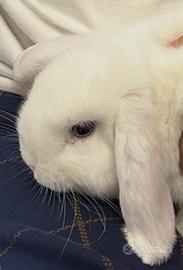 Coniglio Nano ariete