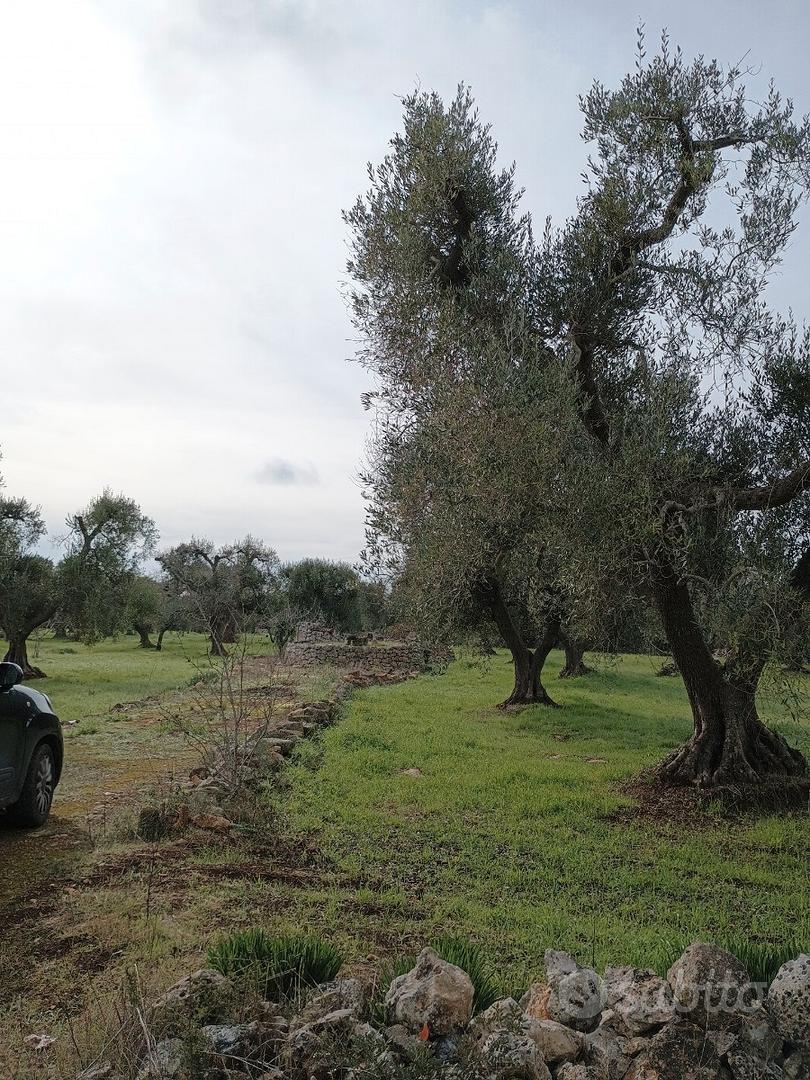 Terreno con ulivi secolari - Vista 5