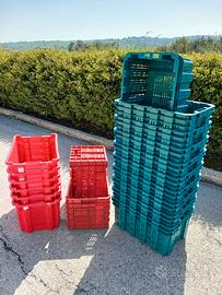 Casse raccolta Olive