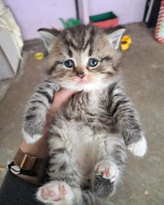 British longhair