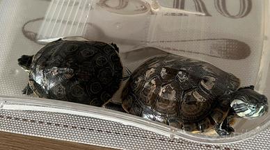 Tartarughe trachemys