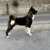 Akita americano