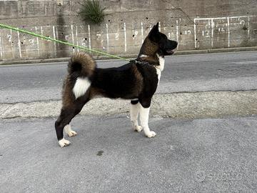 Akita americano