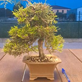 Bonsai shoin di cipresso