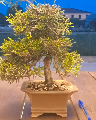 Bonsai shoin di cipresso