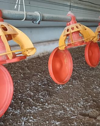 mangiatoie per avicoli