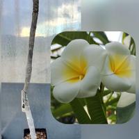 Palermitana tonda plumeria