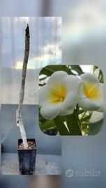 Palermitana tonda plumeria