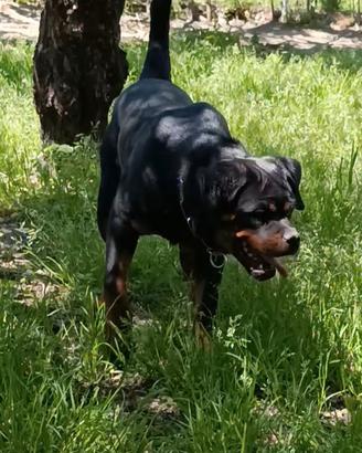 Rottweiler