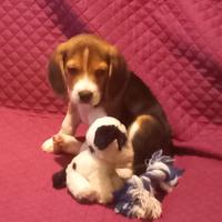 Cucciolo di Beagle