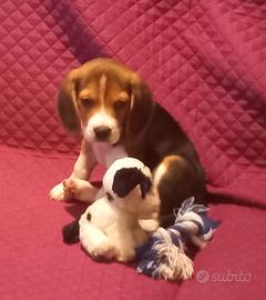 Cucciolo di Beagle