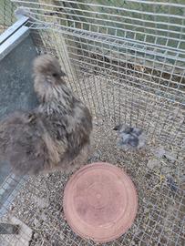 gallina motosega con pulcino 
