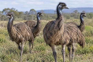 Emu nove mesi