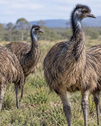 Emu nove mesi