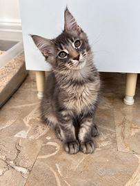 Noris - maine coon maschio, tigrato blu - pedigree