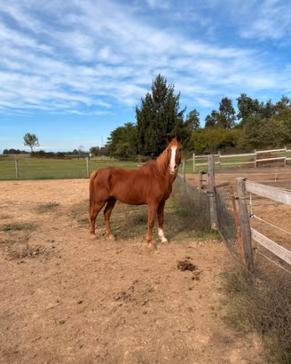 Cavallo Quarab