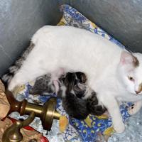 Gattini bianchi e grigi