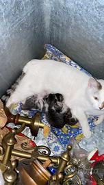 Gattini bianchi e grigi