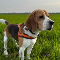 Beagle da monta