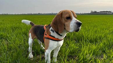 Beagle da monta