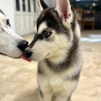 Husky occhi azzurri vaccinato