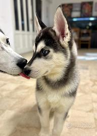 Husky occhi azzurri vaccinato