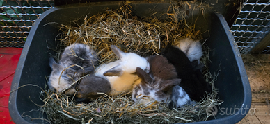 Conigli supernani ariete mini lops