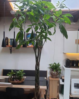 Grande Pachira Aquatica / Money Tree – 2 Metri con