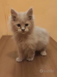 Cucciolo di Maine Coon