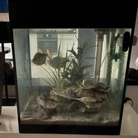 ACQUARIO ASKOLL PURE MEDIUM CUBE