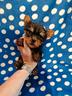 yorkshire-cuccioli-maschi