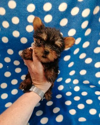 Yorkshire cuccioli maschi